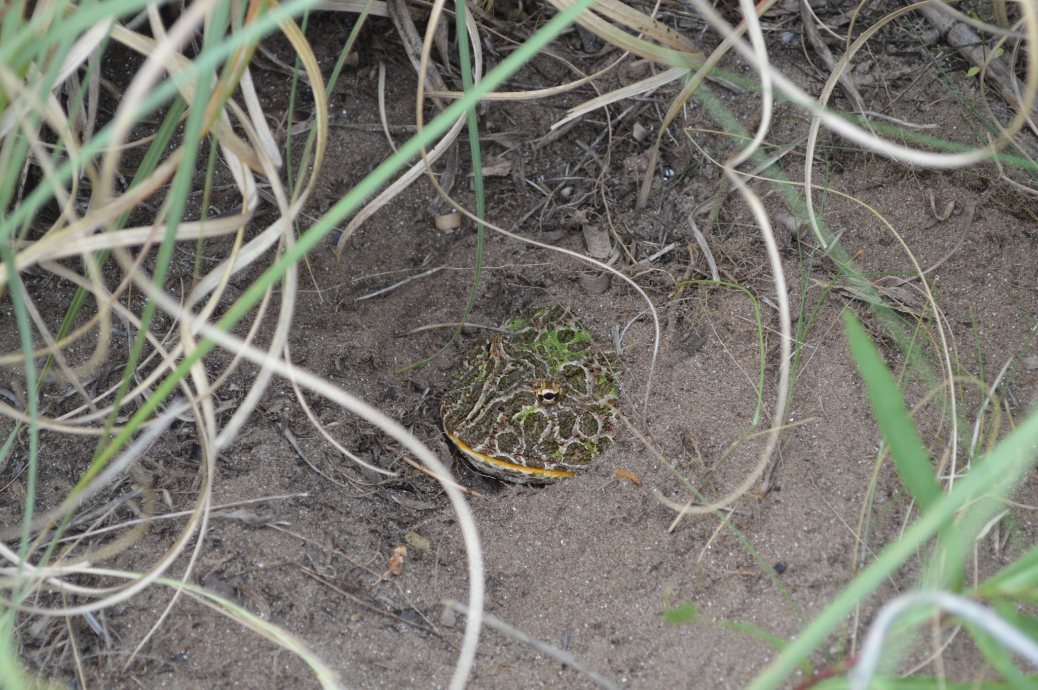 Ceratophrys ornata   Reproductively inactive period   Photographed by Camila Deutsch (5)